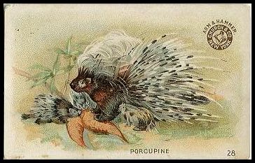 28 Porcupine